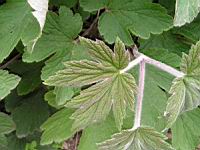 Anemone tomentosa (fam Renonculacees) (Chine) (2) (Photo F. Mrugala)